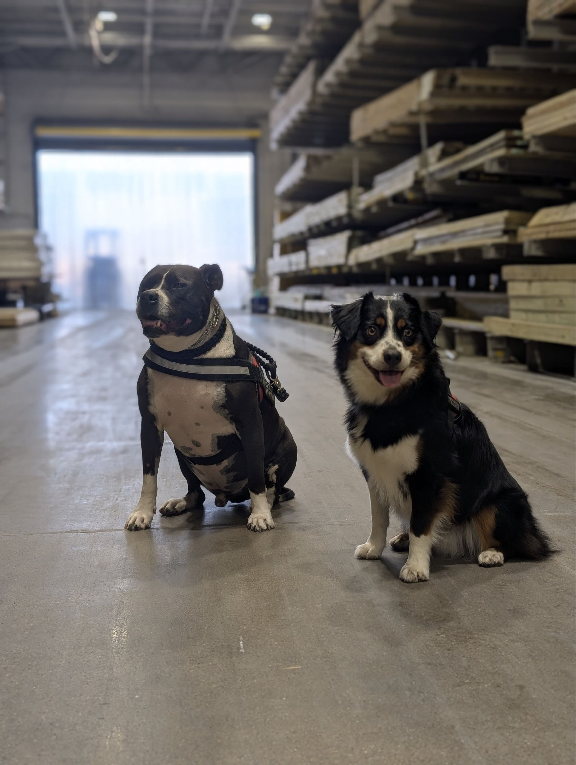 A dog behaving politely in a public store setting