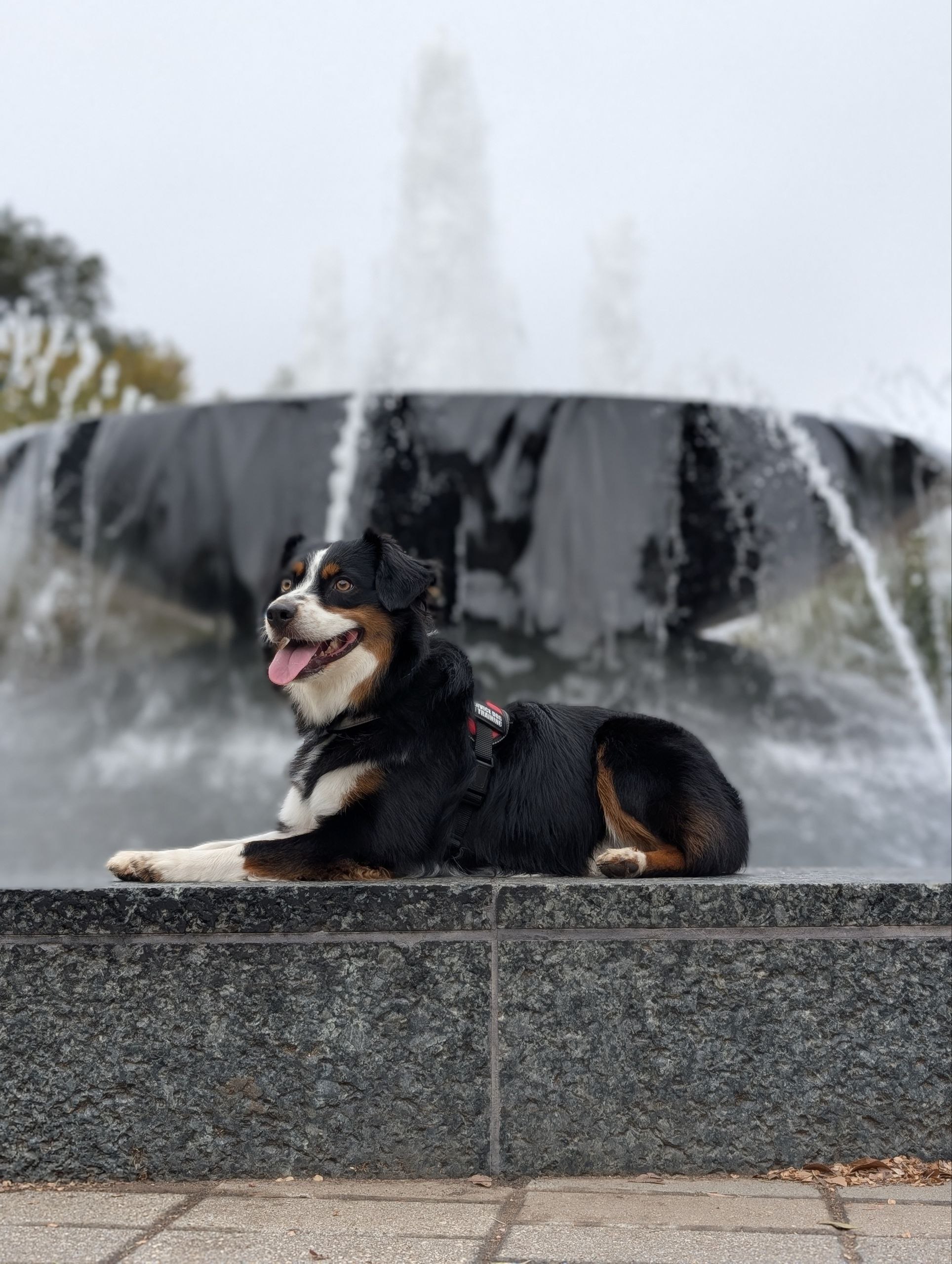A dog responding reliably to an obedience cue